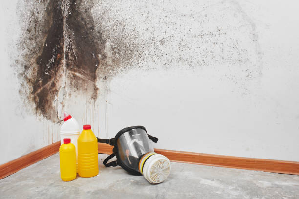 Best Mold Testing  in Wellington, UT