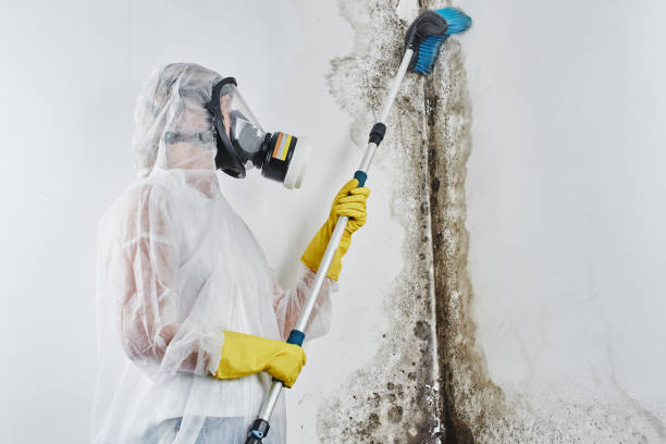 Best Local Mold Removal Service  in Wellington, UT