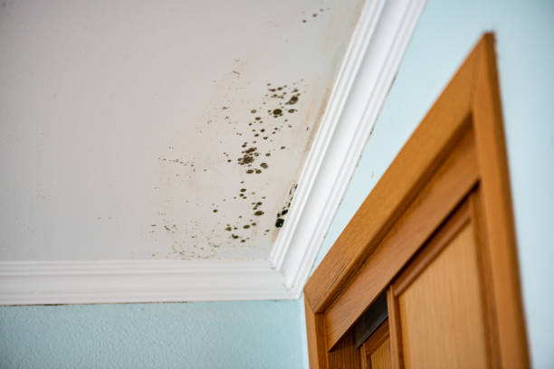 Best Crawl Space Mold Removal  in Wellington, UT