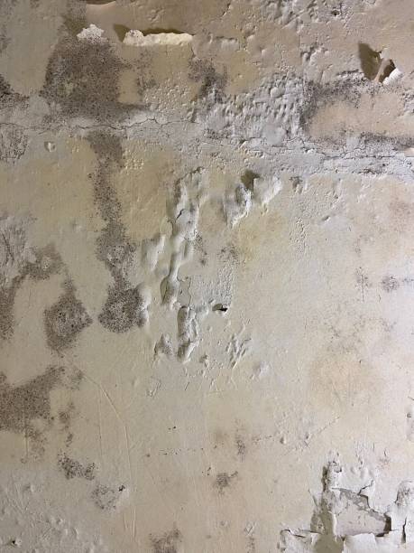 Best Attic Mold Removal  in Wellington, UT