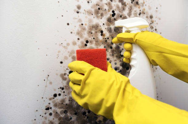 Best Mold Testing  in Wellington, UT