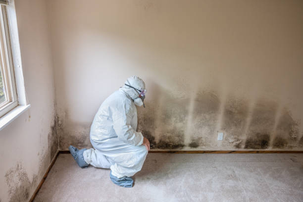 Best Crawl Space Mold Removal  in Wellington, UT