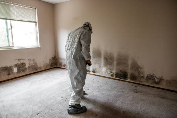 Best Office Mold Removal Services  in Wellington, UT