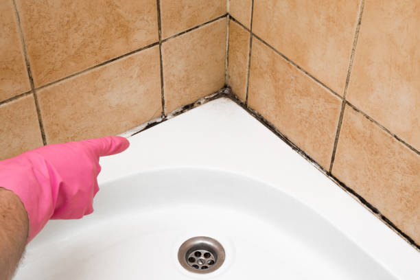 Best Commercial Mold Removal  in Wellington, UT